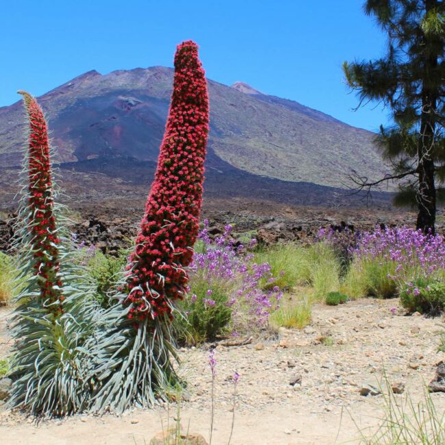 Blühende Tajinaste, Teide